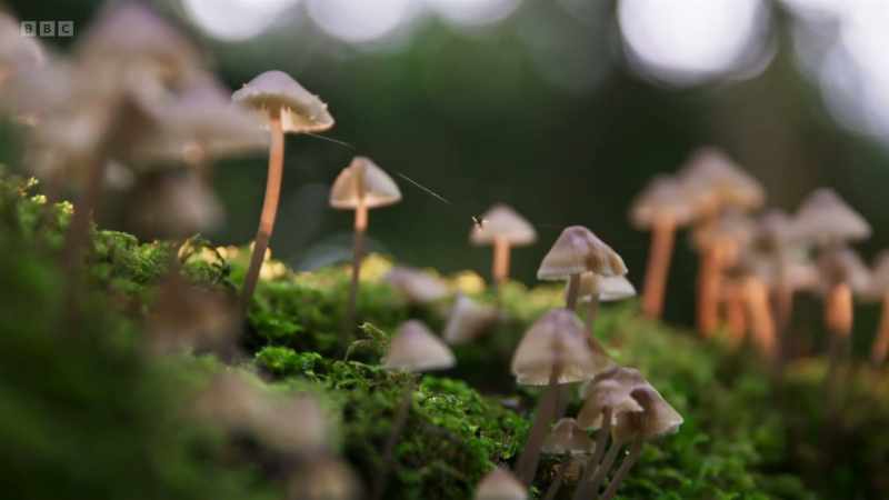 Mushrooms and toadstools can be highly visible
