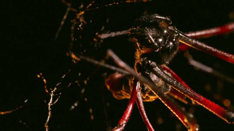 Mutant bugs