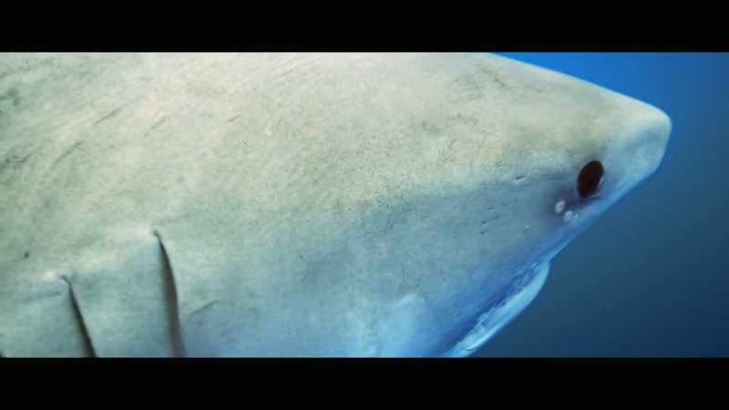 My first time swimming with a tiger shark
