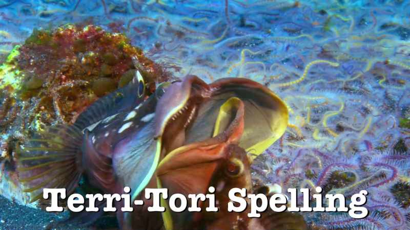 My friends call me Terry-Tori Spelling