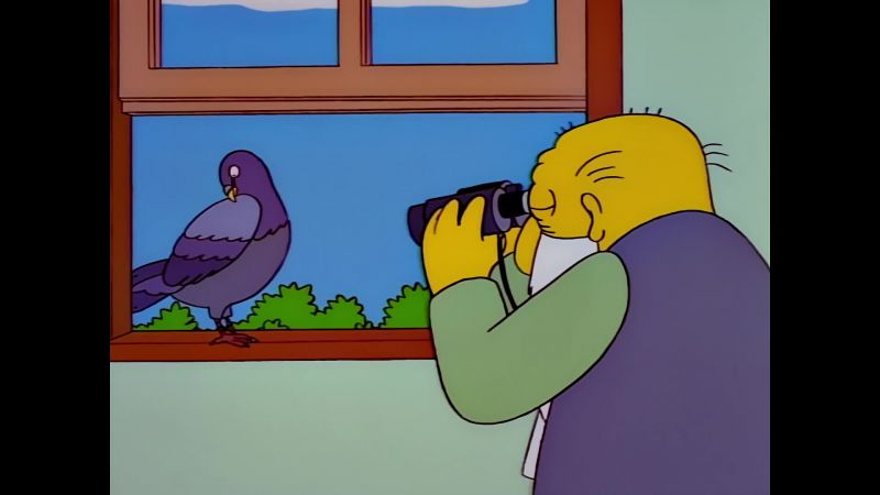 My God A pigeon