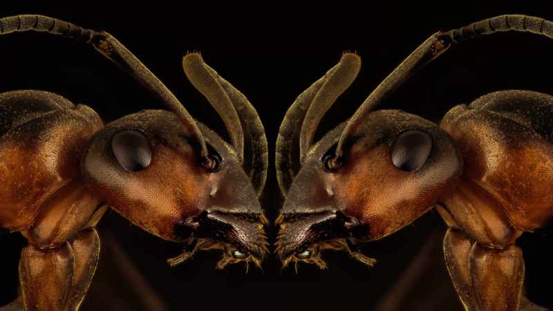My legs got, like, chewed off by a termite.