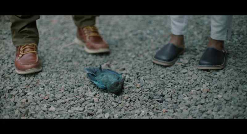 My mom used to say that, dead bird meant