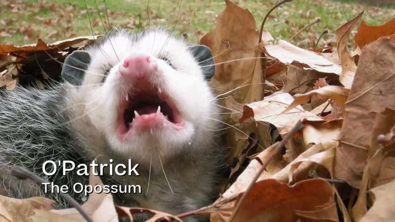 My name is O'Patrick the Opossum