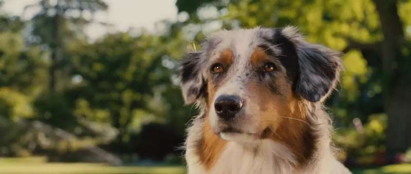 My name's Marmaduke