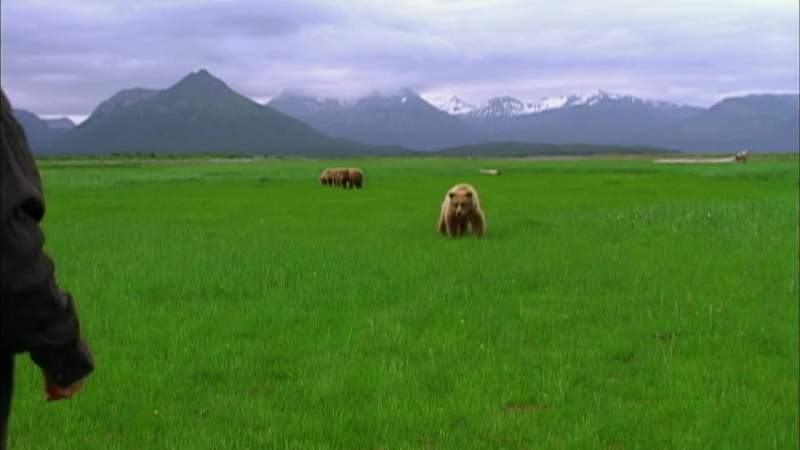 My opinion I think Treadwell thought these bears