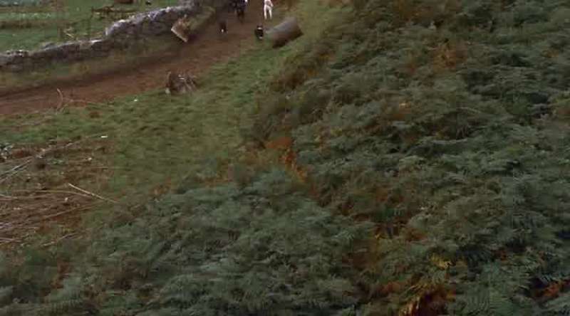 My puppies had become Napoleon s servants