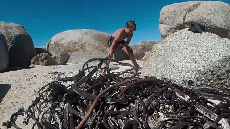 My son, at this stage, was very interested in everything underwater