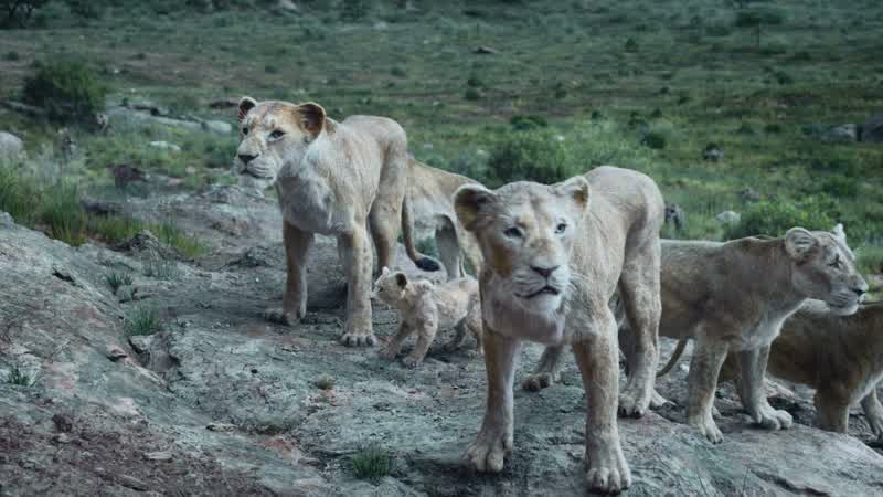 Nala, stay close