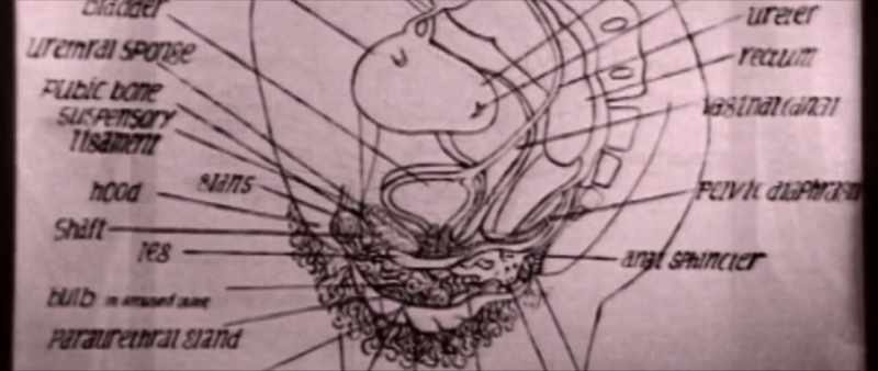 Names and information about these organs