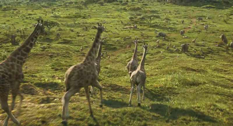 Nants ingonyama bagithi!