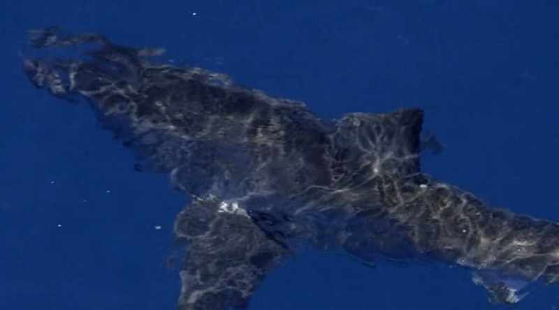 NARRATOR: A great white shark stalks