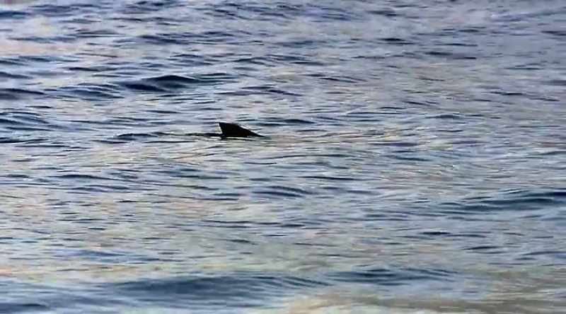 NARRATOR: A massive fin moves terrifyingly close to shore