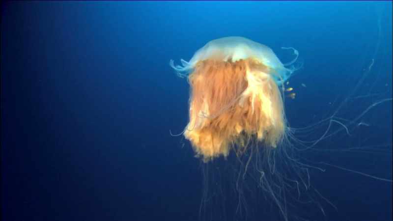 Narrator: A MYSTERIOUS DEEP-SEA JELLYFISH IS CAPTURED