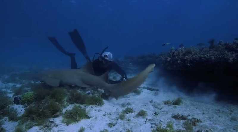 NARRATOR: After 30 minutes, the dive is a bust