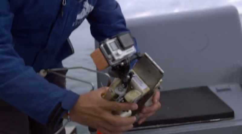 NARRATOR: Alison and Enrico deploy cameras that attach to a shark's fin