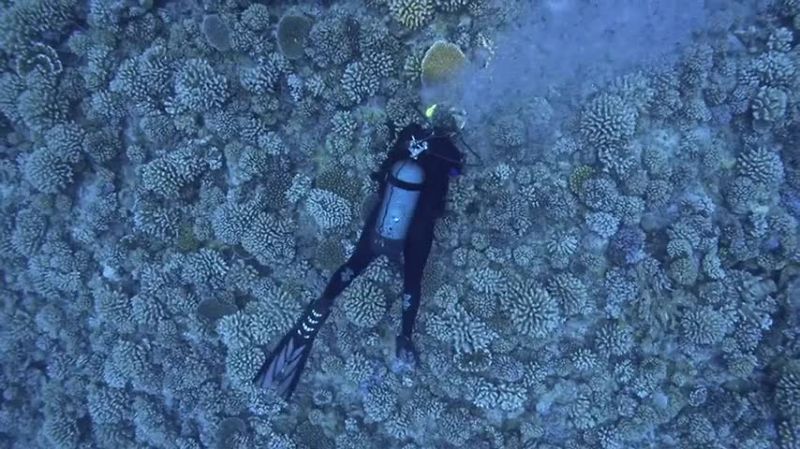 NARRATOR: An impending ocean heatwave threatens the reef