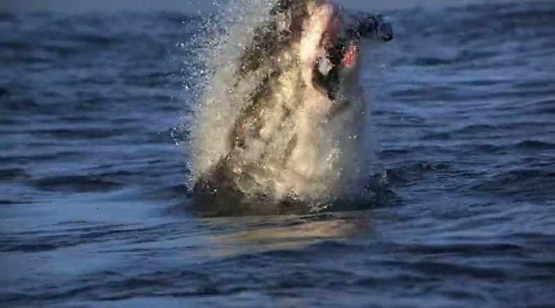 NARRATOR: And how a secret shark weapon may be