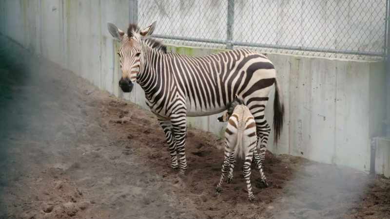 NARRATOR: At the zebra barn