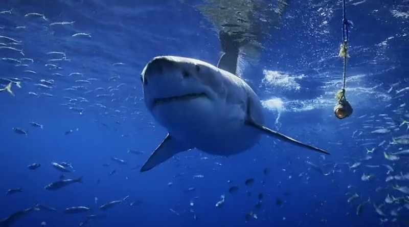 NARRATOR: Below, enormous great white sharks