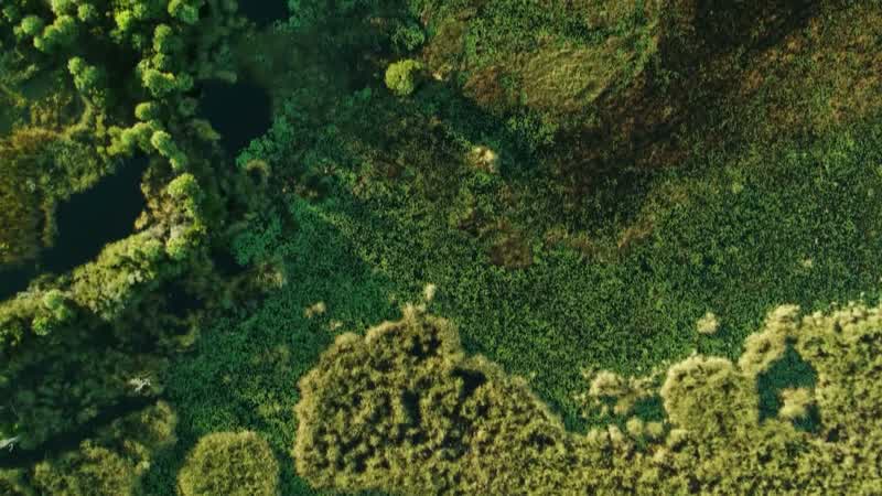 NARRATOR: But even resilient ecosystems aren't indestructible