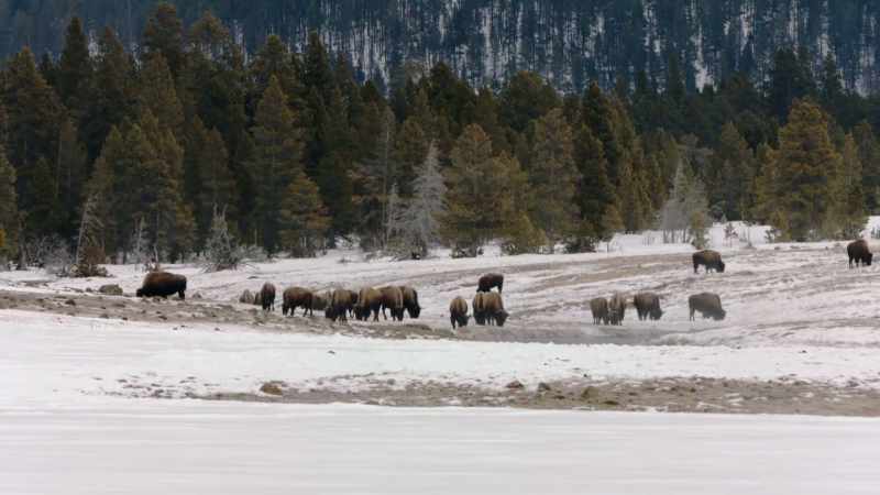 Narrator: By 1894, the last surviving herd