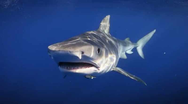 NARRATOR: Could sharks be adapting to come