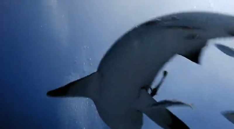 NARRATOR: Each step of shark evolution is