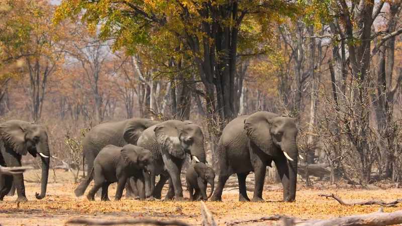 [narrator] Elephants prefer grass if they can get it. It's very nutritious
