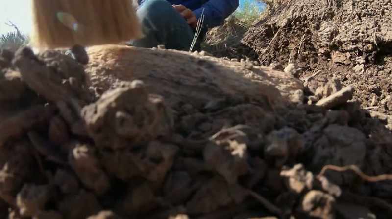 Narrator: FOSSILS CAN BE EXTREMELY FRAGILE
