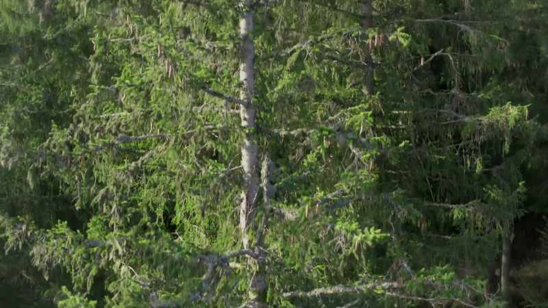 NARRATOR: From above, we can see Ernst chose his tree well