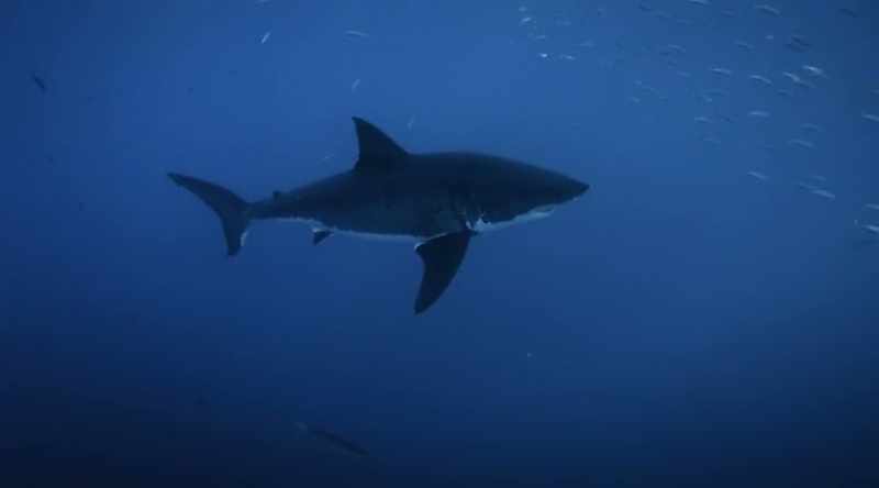 NARRATOR: Great whites live much longer than previously thought