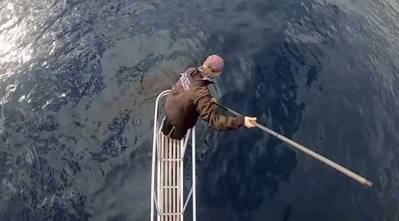 NARRATOR: Greg has worked with great whites