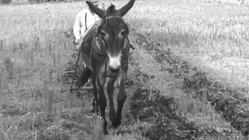 � [Narrator] Harvesting a single five acre farm