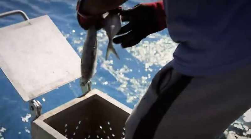 NARRATOR: Here, they come in fast for scraps of fish