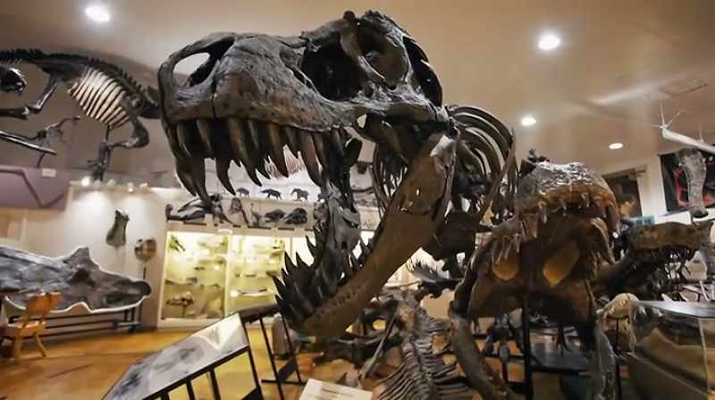Narrator: IF THIS IS A COMPLETE THEROPOD SKELETON