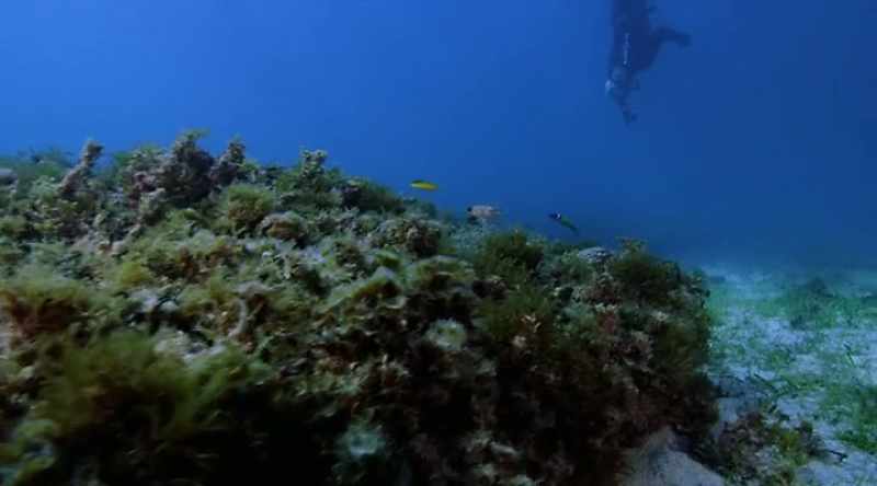 NARRATOR: In order to see a nurse shark walking