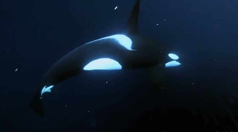 NARRATOR: It makes sense that a shark would be afraid of an orca