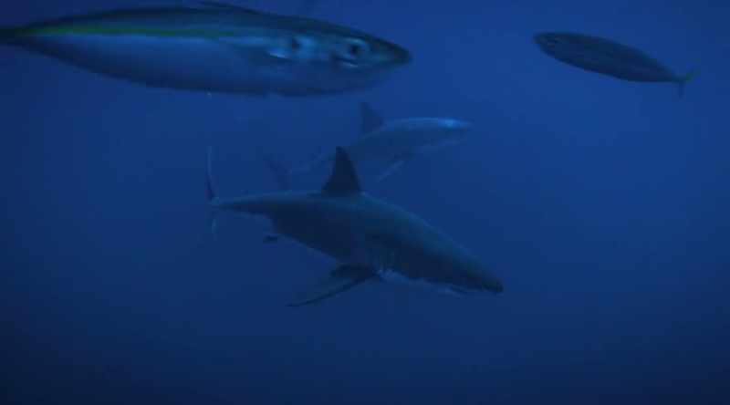 NARRATOR: It's confirmed great whites are capable