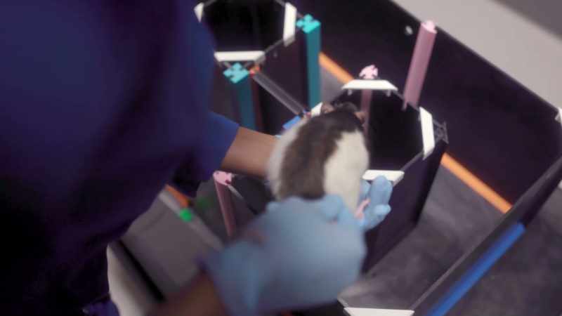 [narrator] Lab rats seem to dream