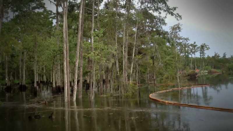 narrator-local-environmental-agents-study-the-swamp