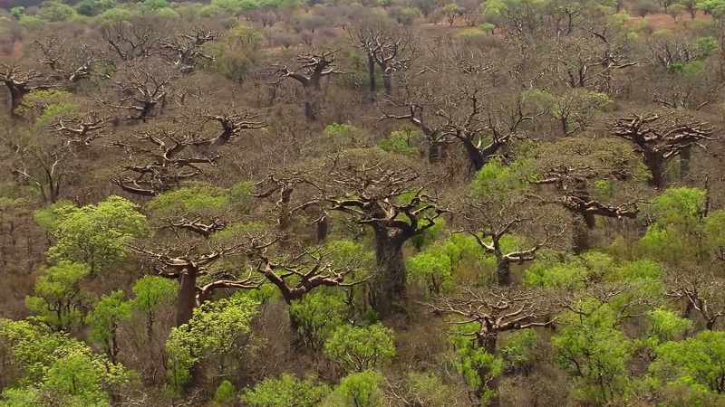 [narrator] Madagascar has a forest