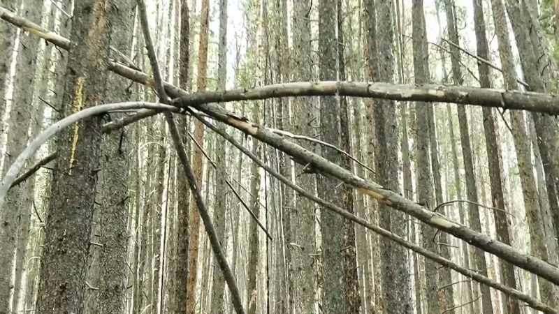 [narrator] Many Sasquatch researchers believe that tree structures