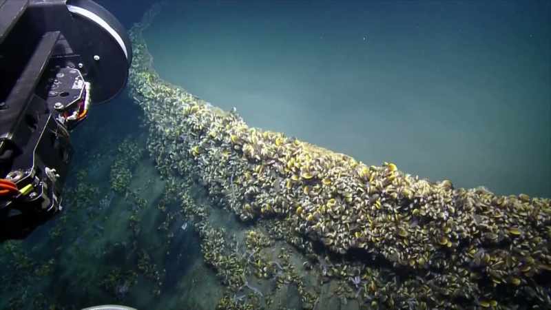 Narrator: MARINE CREATURES ARE LITERALLY DROWNING