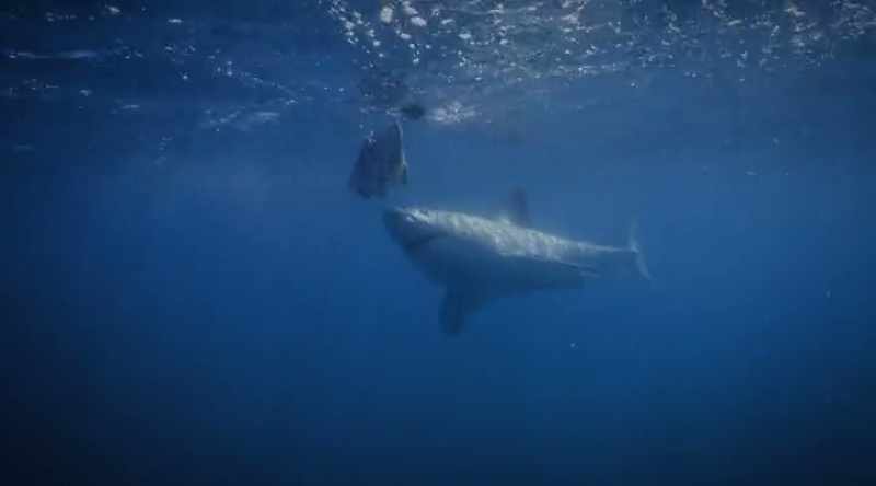 NARRATOR: No one saw this great white coming until it lunged