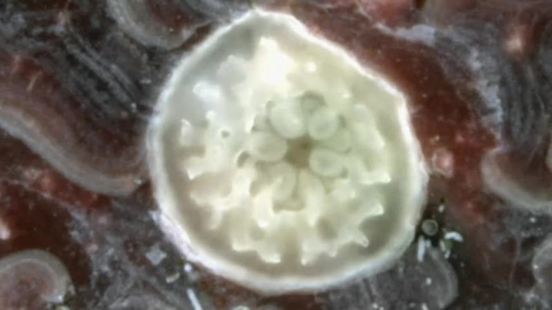 NARRATOR: Once settled, the coral polyp begins to grow