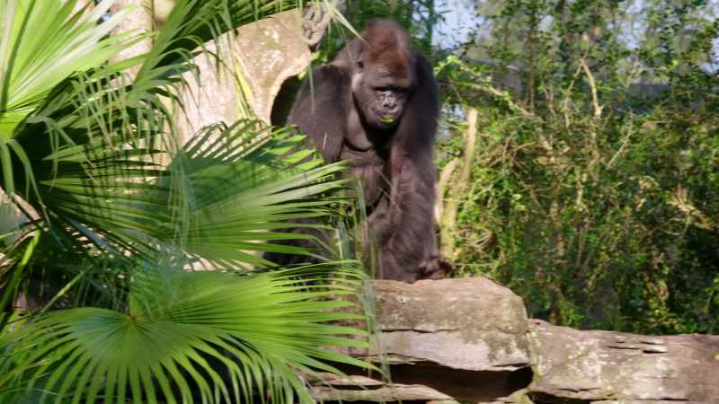NARRATOR: Over at Gorilla Falls