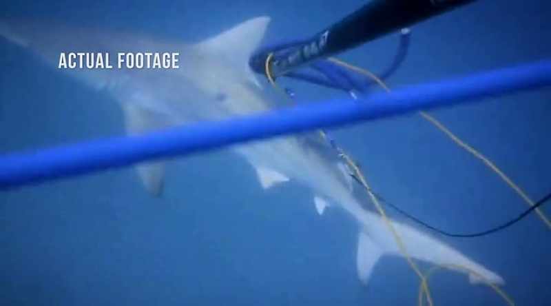 NARRATOR: Paul's aggressor was a blacktip