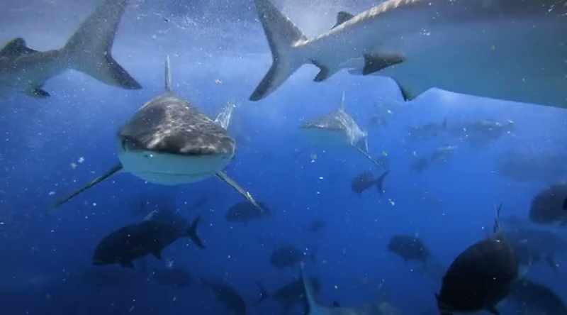 NARRATOR: Sharks have speed, killer teeth, adaptations