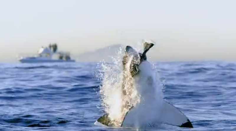 NARRATOR: Sharks have speed, strength